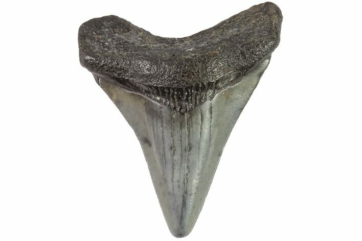 Juvenile Megalodon Tooth - Georgia #83702